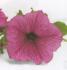 Surfinia rose foncé veiné pourpre - Pot de 10,5 cm (0,5 litre)