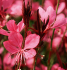 Gaura belleza&#x000000ae; dark pink rose - Pot de 12 cm (0,8 litre)