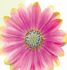 Ostéospermum Flowerpower&#x000000ae; bicolore rose et jaune - Pot de 10,5 cm (0,5 litre)